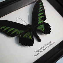 Load image into Gallery viewer, Rajah Brooke&#39;s Birdwing
