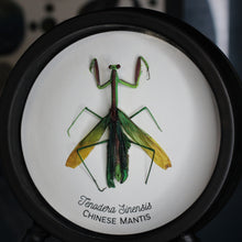 Load image into Gallery viewer, Chinese Mantis
