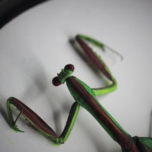 Load image into Gallery viewer, Chinese Mantis
