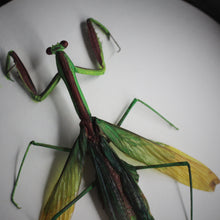 Load image into Gallery viewer, Chinese Mantis
