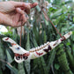 Vintage Moth Deer Jawbones