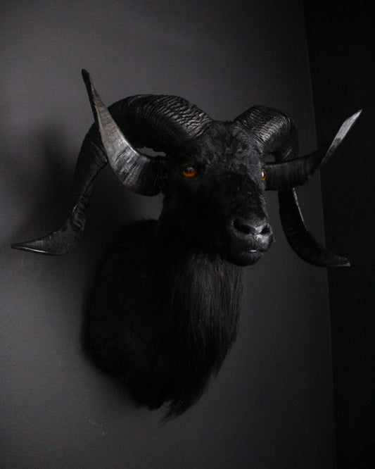 Black Ram Beast