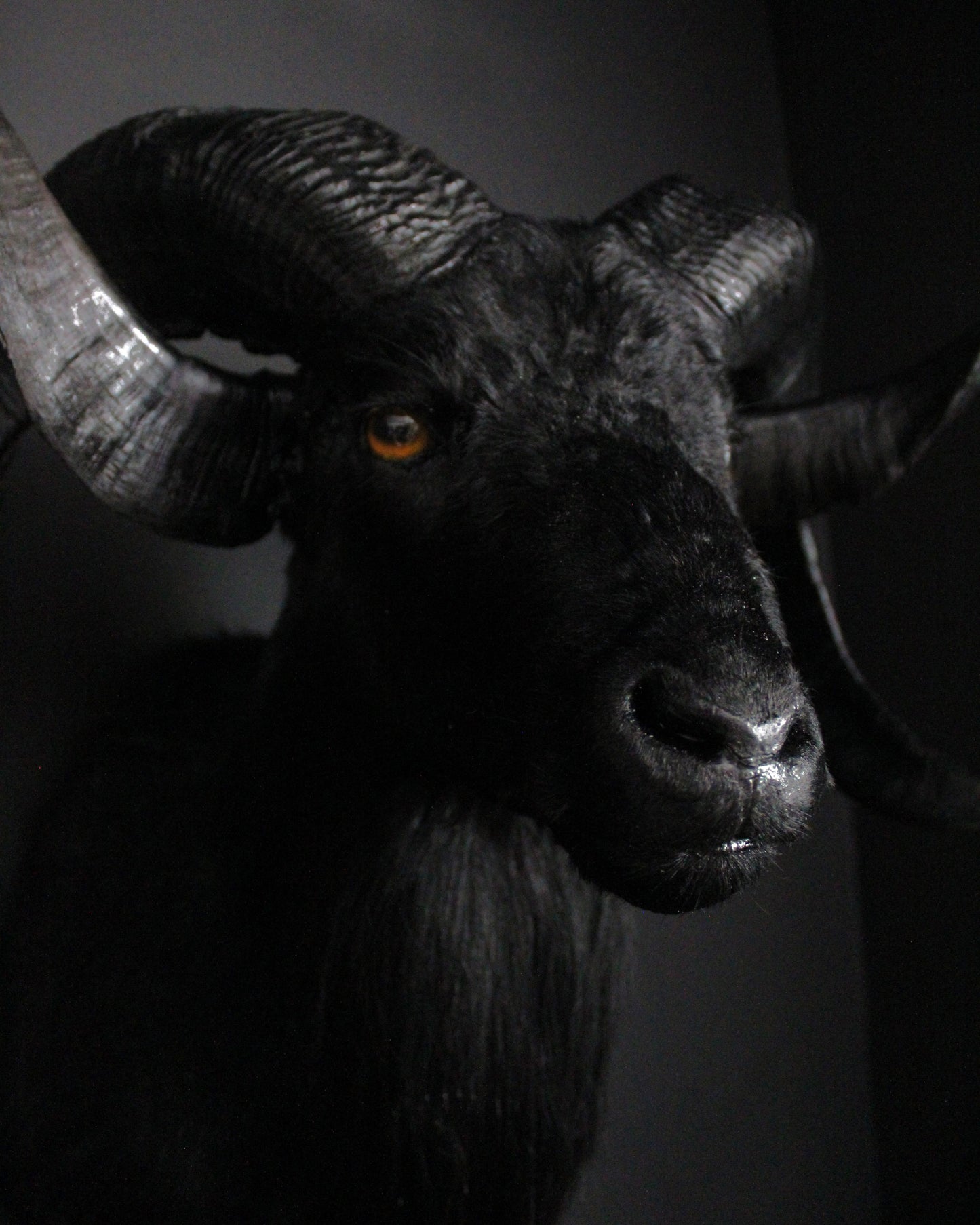Black Ram Beast