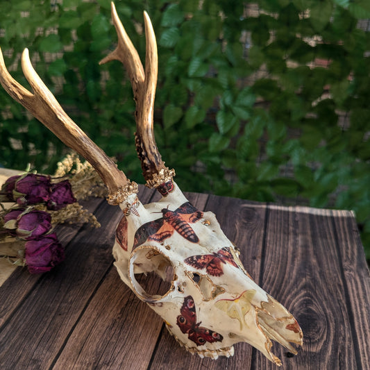 Vintage Moths Roe Deer Skull