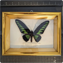 Load image into Gallery viewer, Rajah Brooke&#39;s Birdwing
