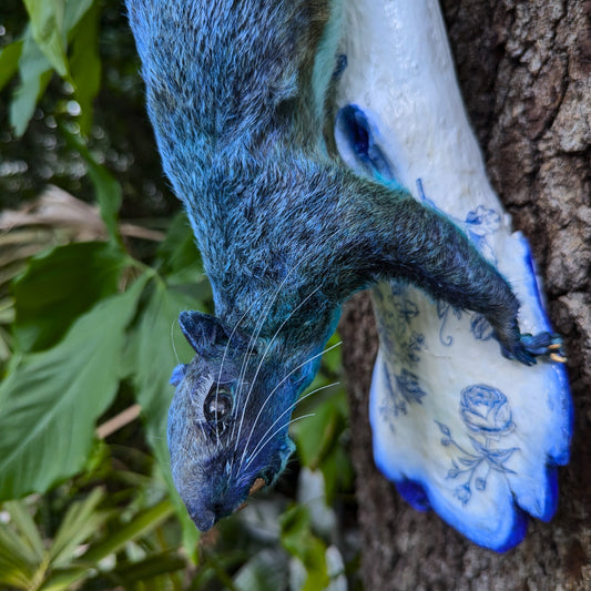 Delft Squirrel