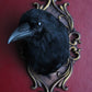 UK Carrion Crow Head Mounts