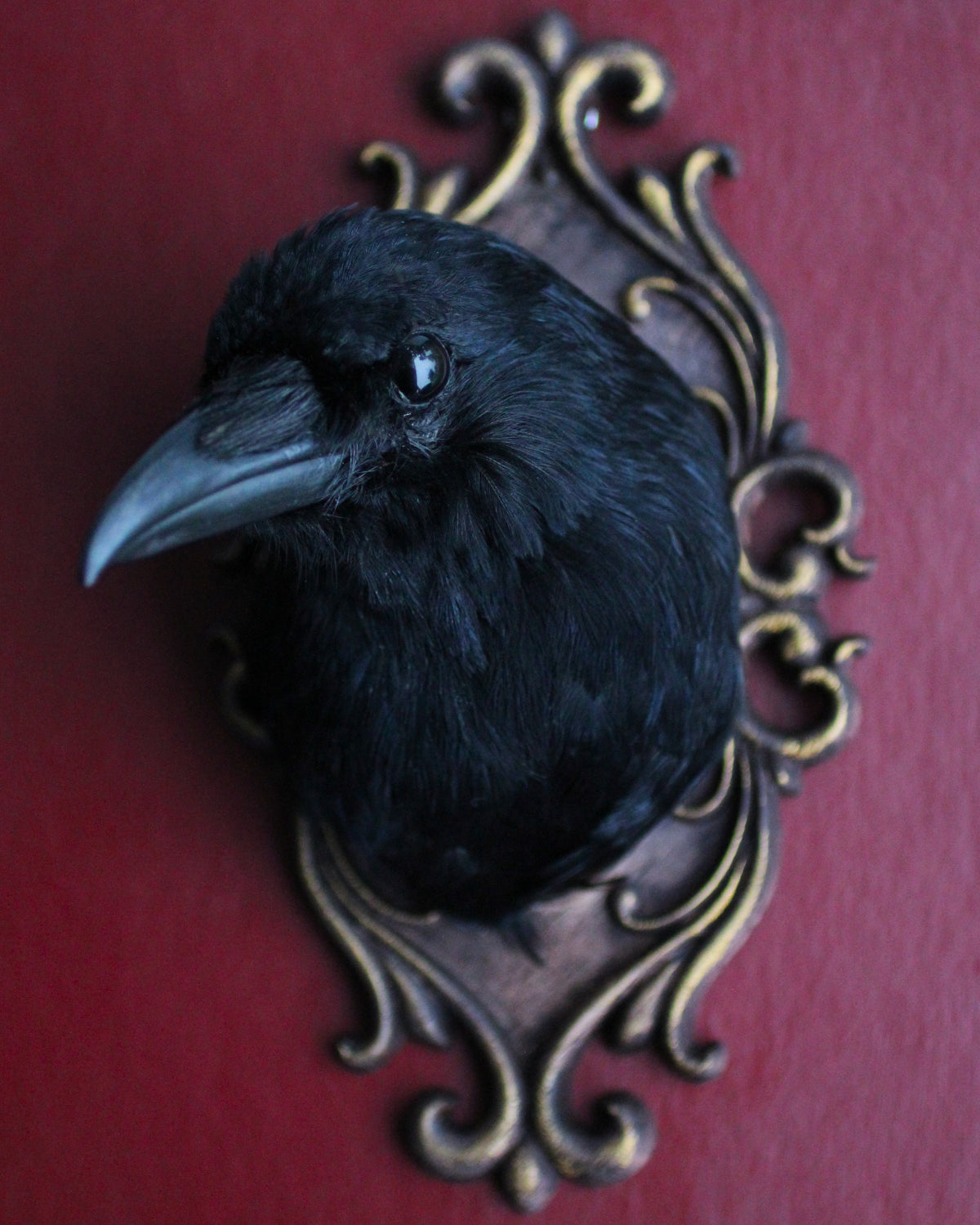 UK Carrion Crow Head Mounts