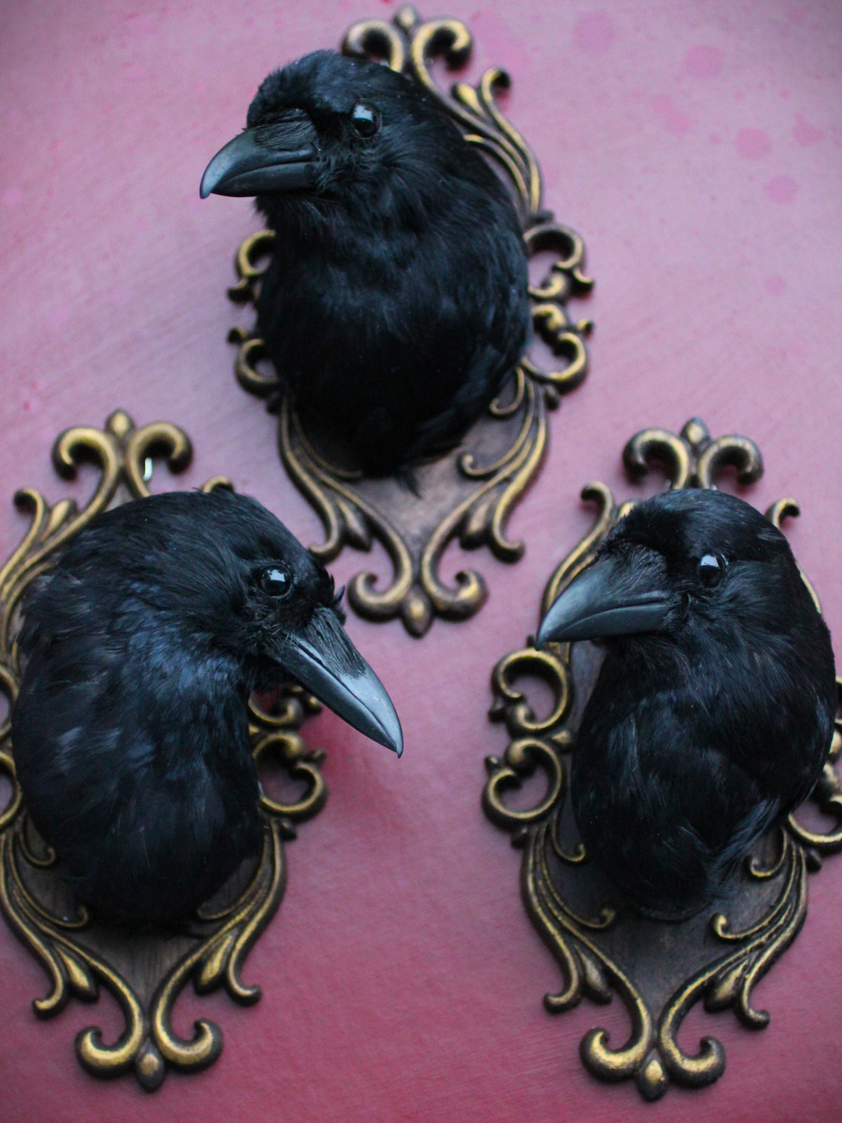 UK Carrion Crow Head Mounts