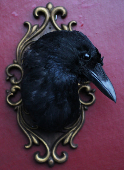 UK Carrion Crow Head Mounts