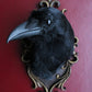 UK Carrion Crow Head Mounts