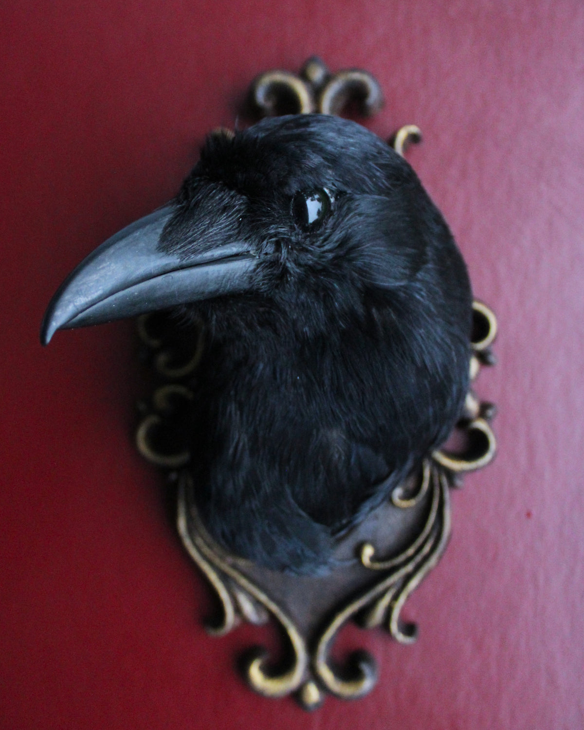 UK Carrion Crow Head Mounts