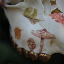 Load image into Gallery viewer, Cottage Roe Deer Skull
