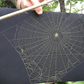 Spiderweb Orb Weaver