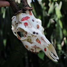 Load image into Gallery viewer, Cottage Roe Deer Skull
