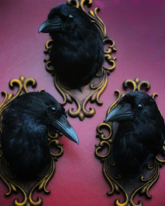 UK Carrion Crow Head Mounts
