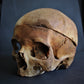 Crystallized Real Skull