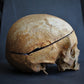 Crystallized Real Skull