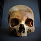 Crystallized Real Skull