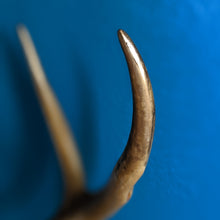Load image into Gallery viewer, Geodeer No.5
