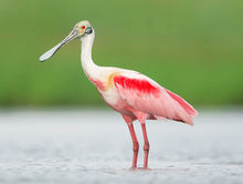 Load image into Gallery viewer, Roseate Spoonbill
